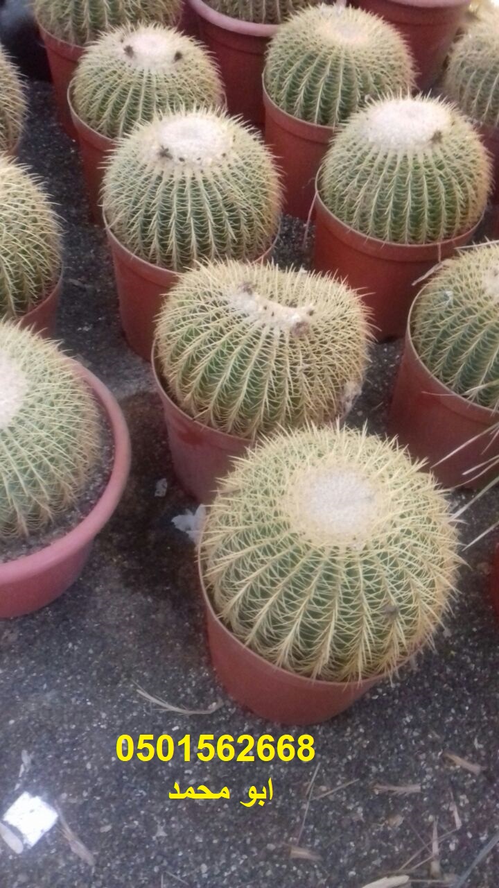               0501562668