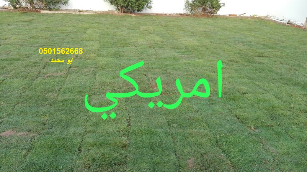               0501562668